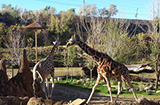 Giraffes