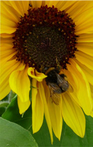 foraging Bee