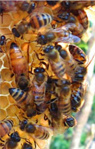 Bee Hive