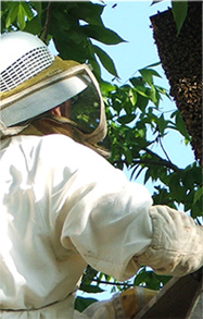 Beekeeping