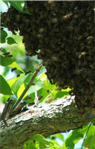 pollen Bee